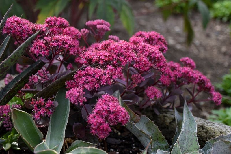 Sedum (Stonecrop)