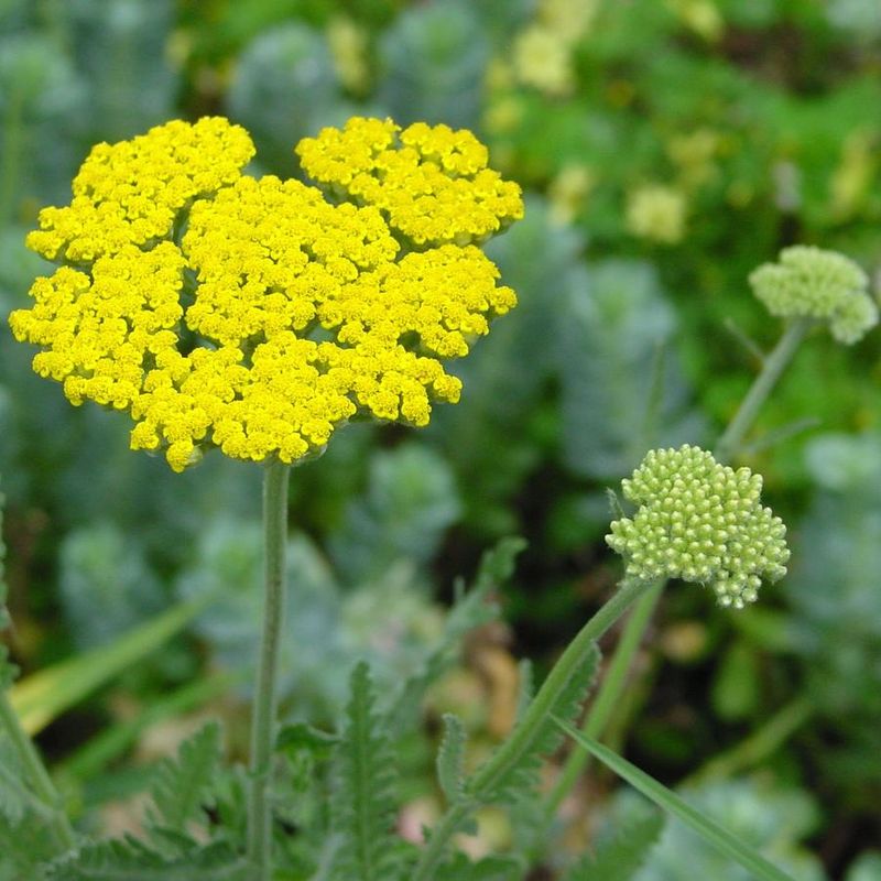 Yarrow For Windy, Exposed Landscapes