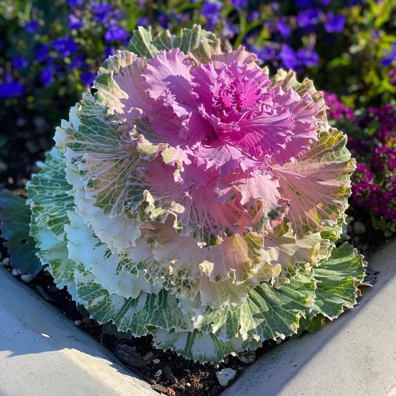 Ornamental Cabbage And Kale