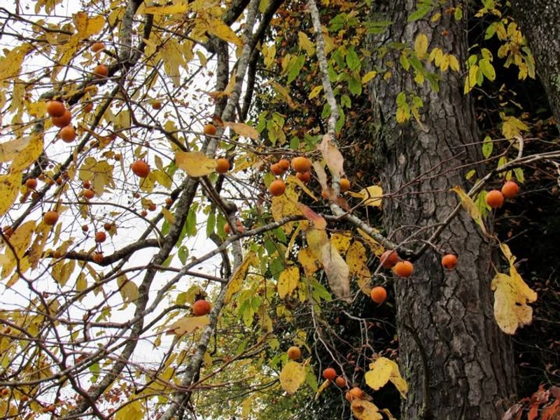When Illinois Gardeners Should Consider Pruning Or Monitoring