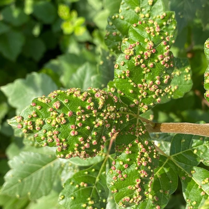 What To Expect From A Leaf Gall As The Season Moves On