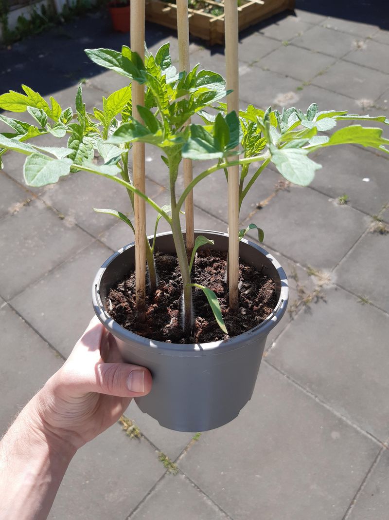 Roots Are Circling The Bottom Of The Pot