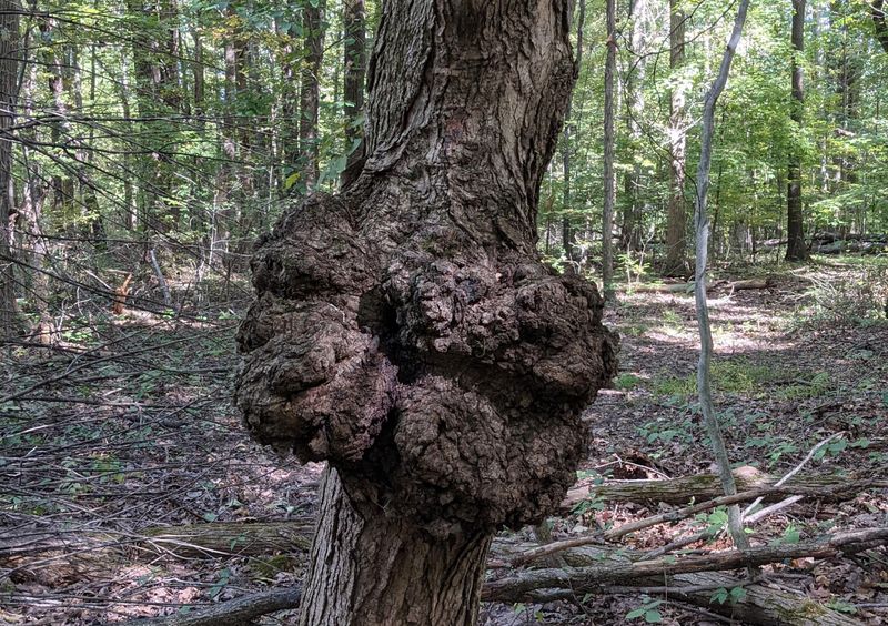 How Trees Adapt Over Time After Growth Appears