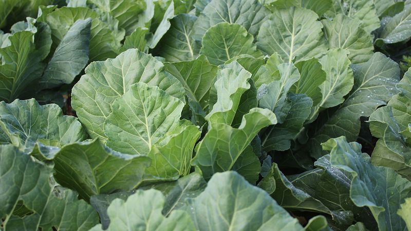 Plants Most Impacted By This Mistake In North Florida