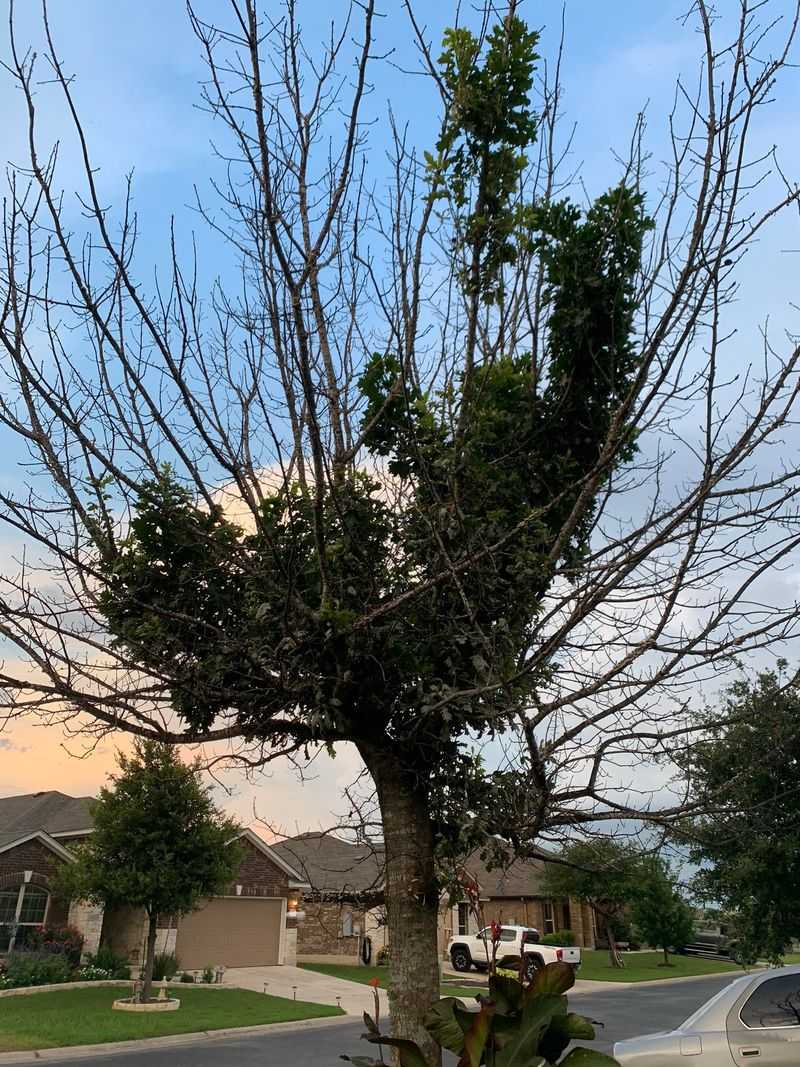 How To Safely Trim Oak Trees In Florida