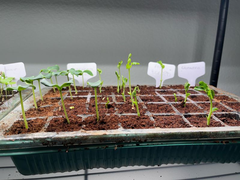 Other Small Changes That Make Florida Seedlings Grow Stronger