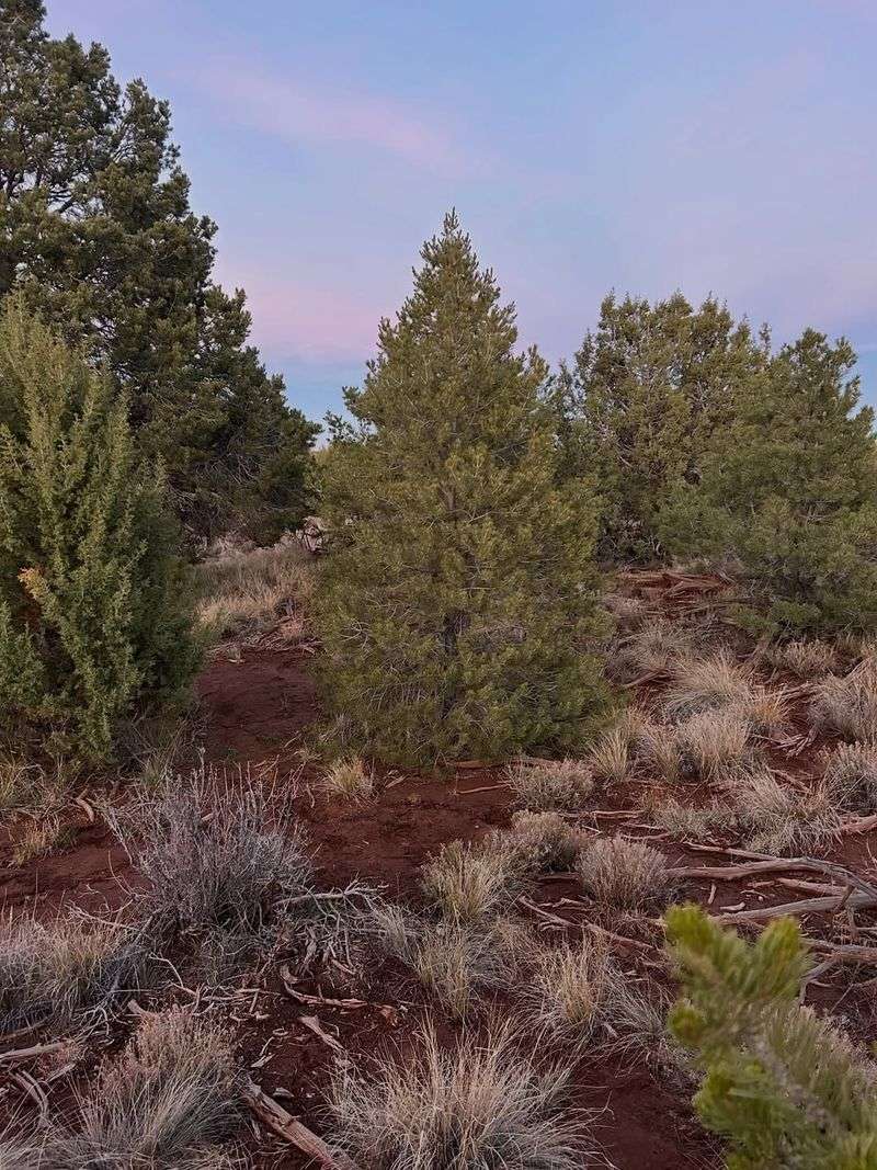 Native Trees Handle Winter Drought Better Than Non-Native Species
