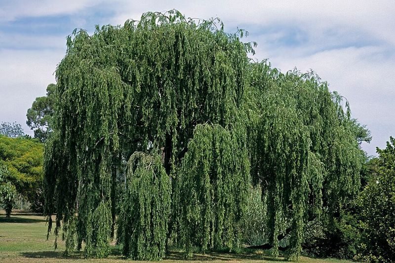 Weeping Willow
