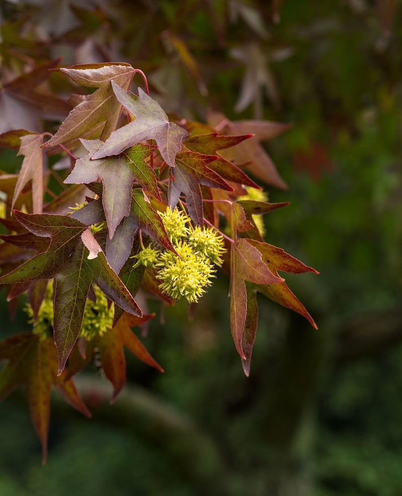 Sweetgum (Liquidambar Styraciflua)