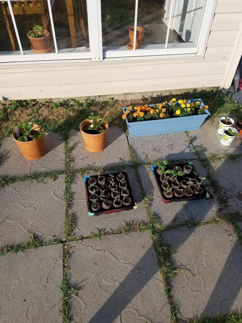 Transplanting Pre-Sprouted Seeds Without Stress