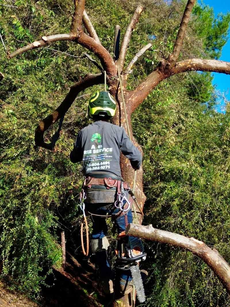 When To Call A Professional Or County Extension