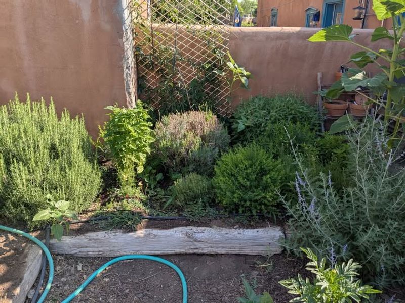 Herbs You Can Use In Everyday Cooking