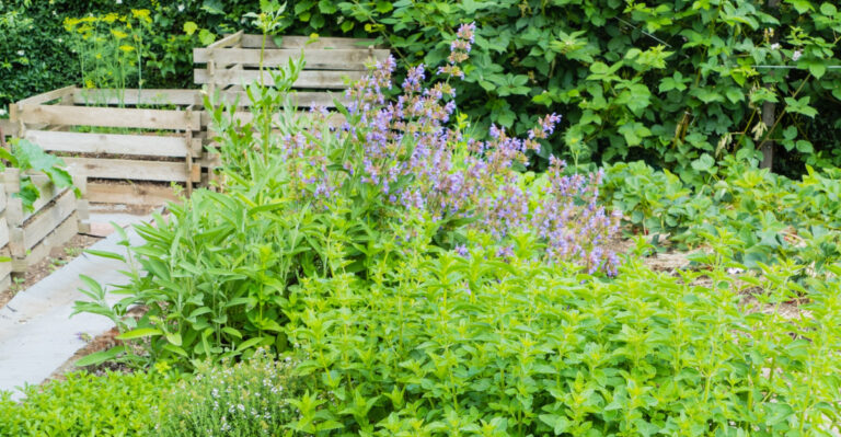 garden (featured image)