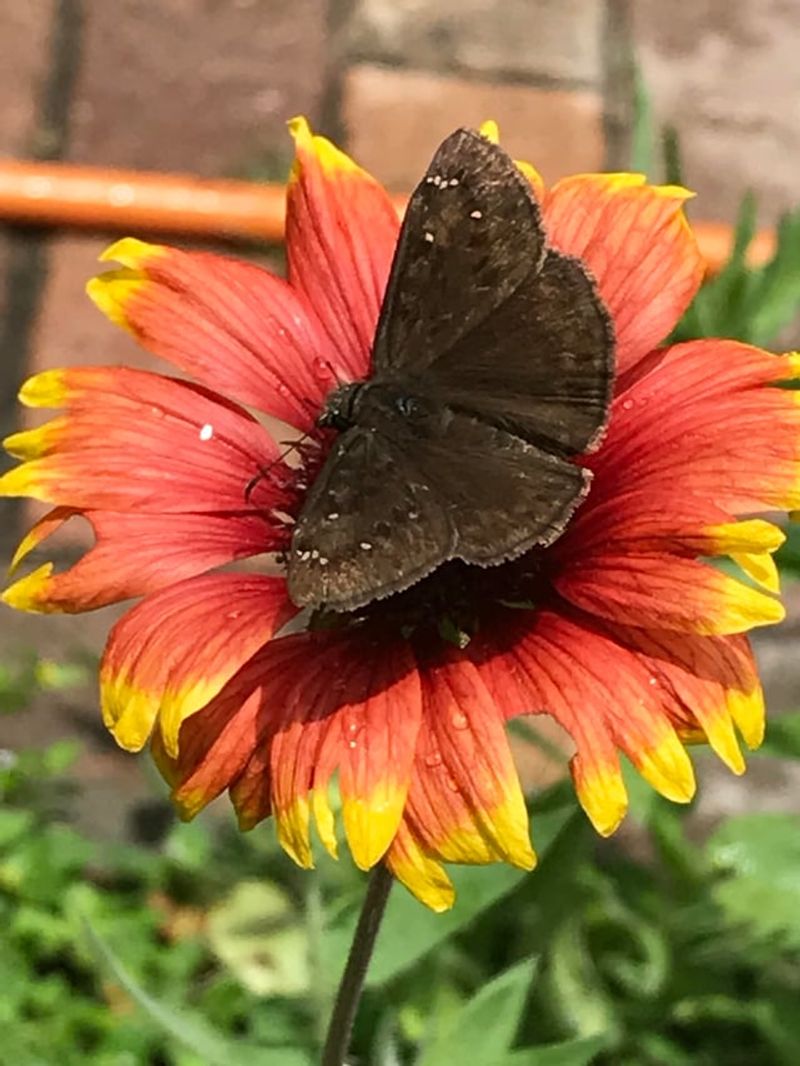 The Pollinator Boom That Comes With This Upgrade