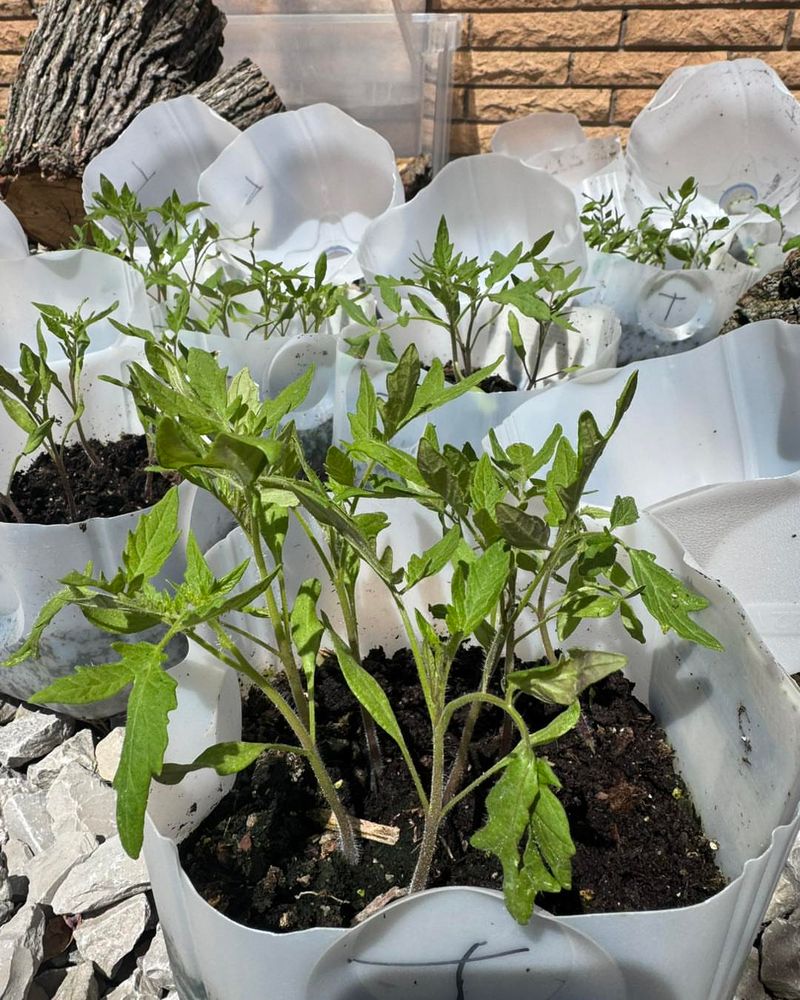 Where To Place Jugs For Best Results