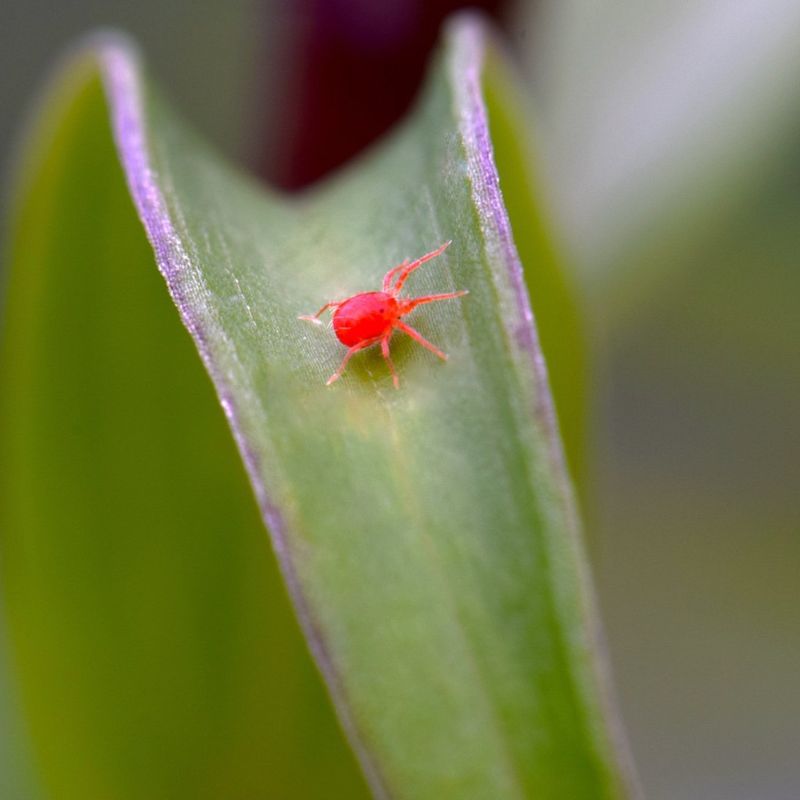 How to Handle Them If They Get Inside