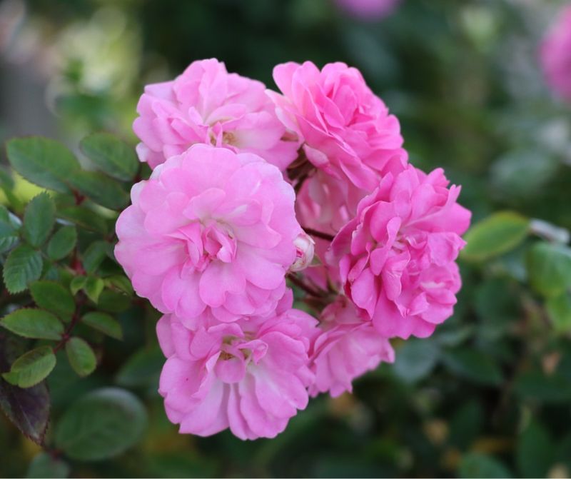 How Early Propagation Leads To Better Spring Blooms