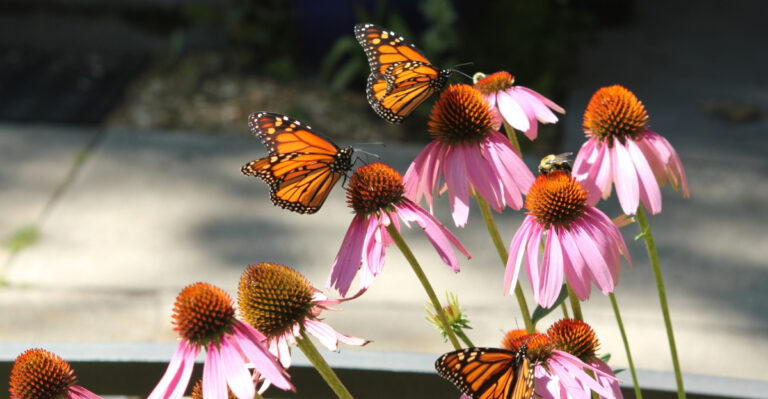 coneflowers (featured image)