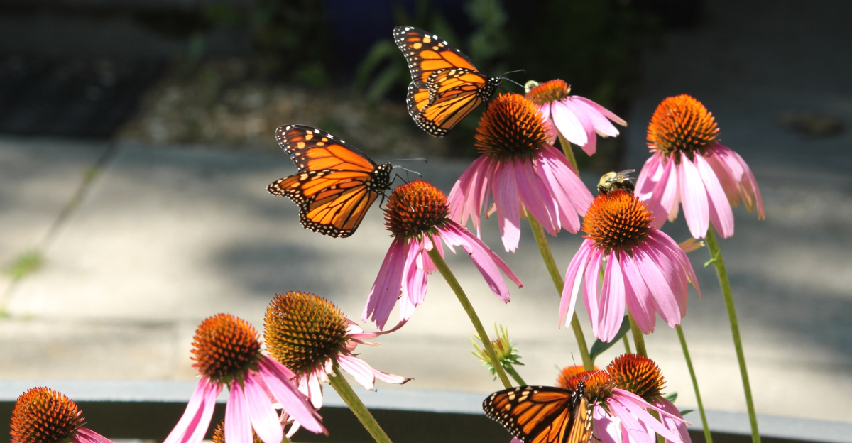 coneflowers (featured image)