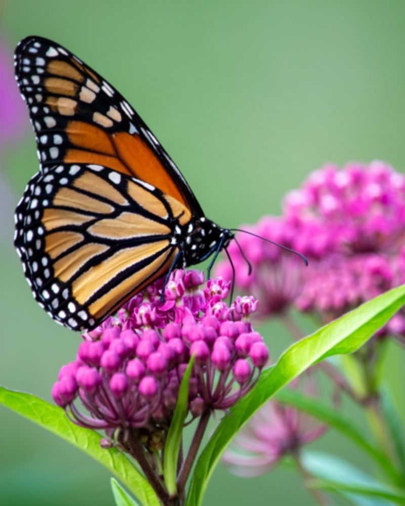 What Plants Monarchs Need Most During Migration