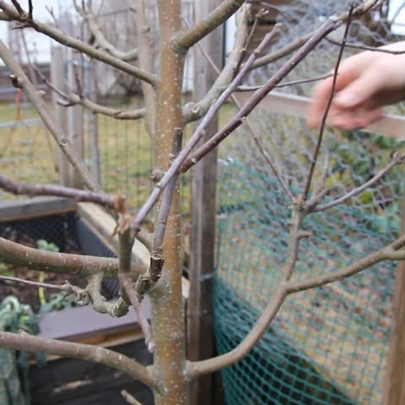 What To Do Before Spring Growth Begins