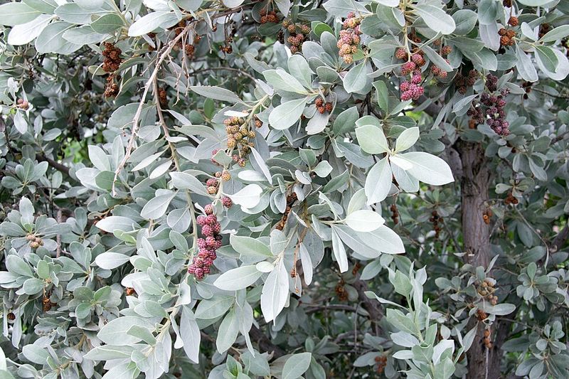 Silver Buttonwood (Conocarpus erectus var. sericeus)