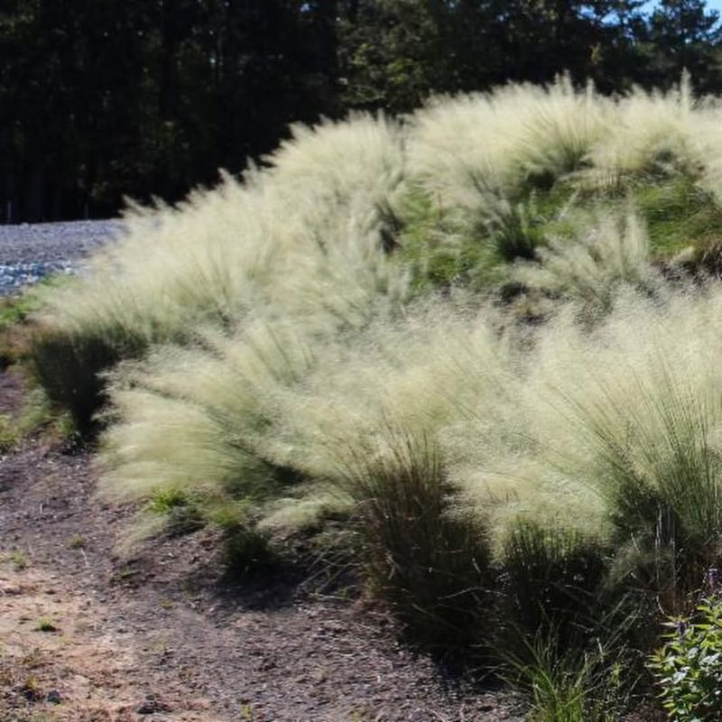 Elliott's Lovegrass (Eragrostis elliottii)
