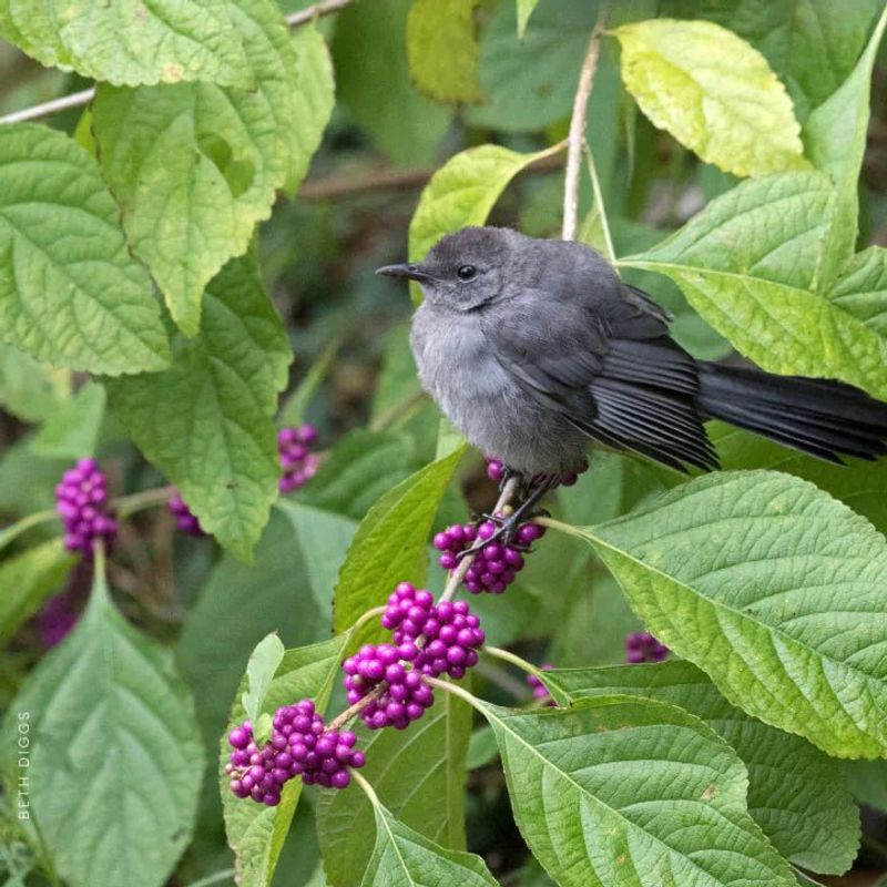 Beautyberry (Bird-Loving, Sun-Tolerant Shrub)