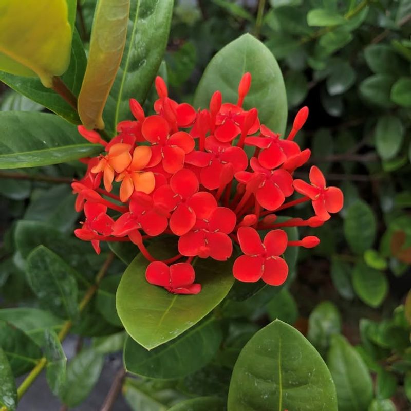 Dwarf Ixora Creates Tropical Color Bursts