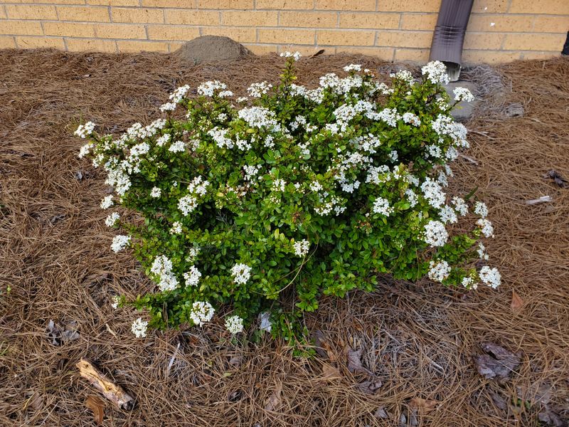 Walter's Viburnum (Dwarf Or Compact Cultivars)