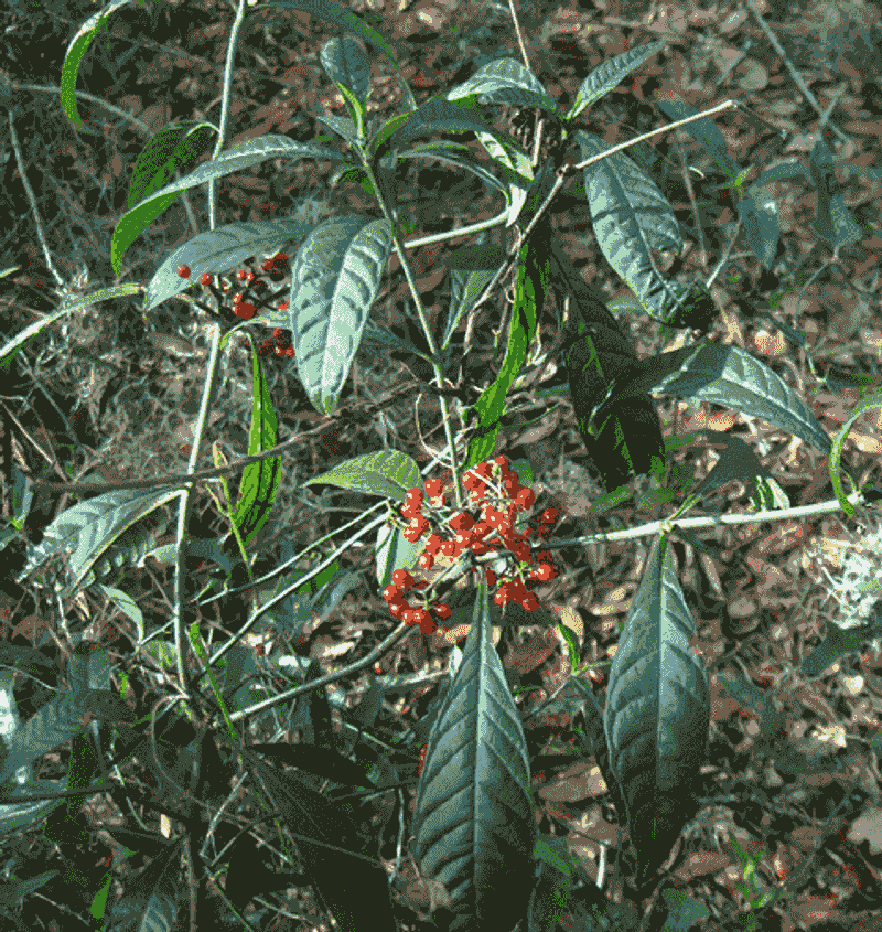 Wild Coffee (Psychotria nervosa)