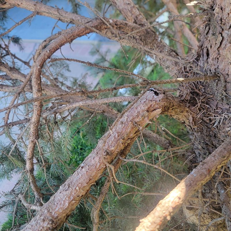 What Happens If Pruning Damages The Shrub