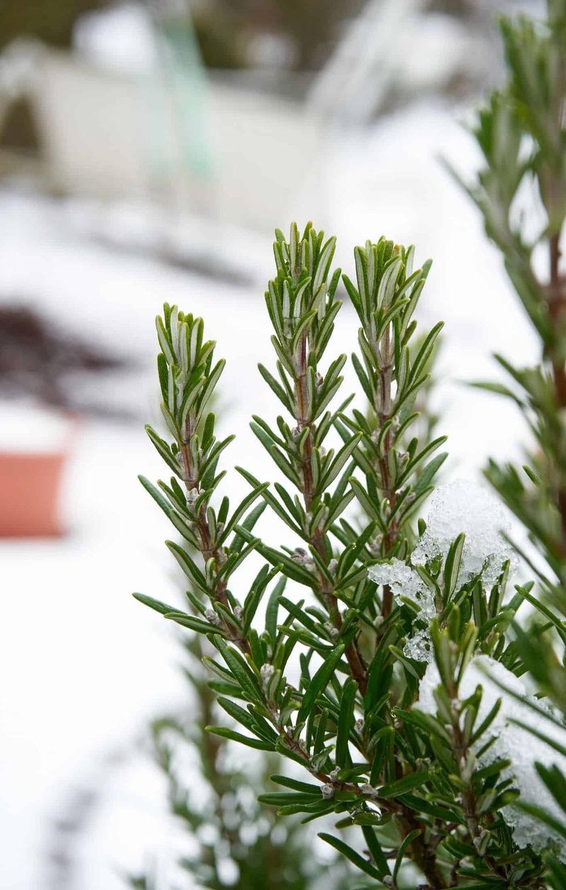 Protect Plants During Harsh Oregon Winters