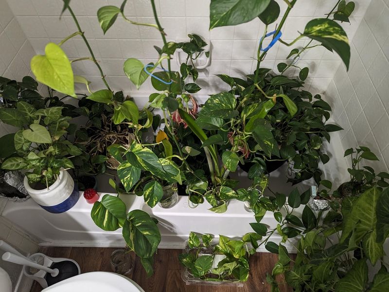 Leaving Plants In Cold Drafts Near Windows