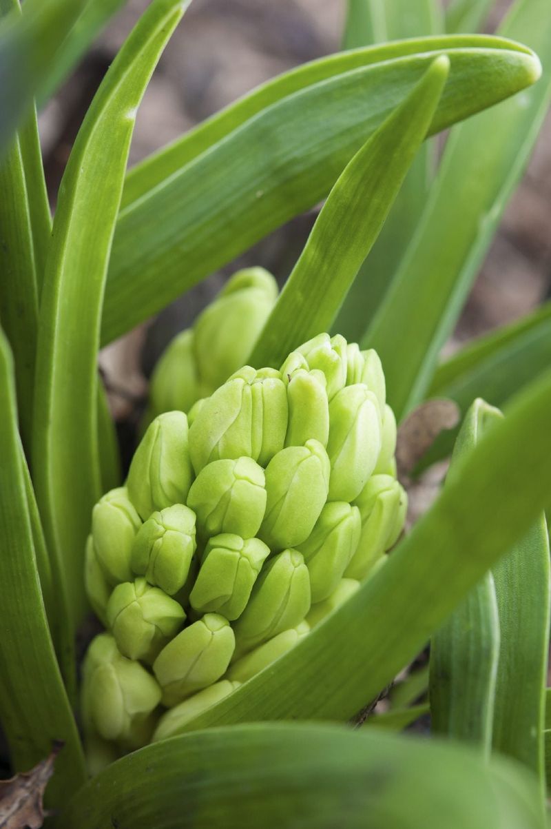 Planting Hyacinth Bulbs At The Wrong Time Of Year