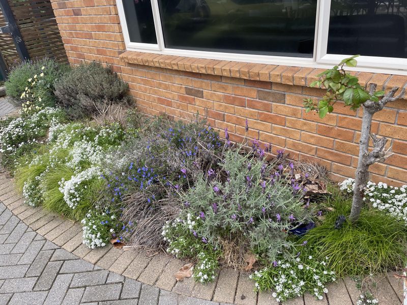 Forgetting About Summer Watering Needs