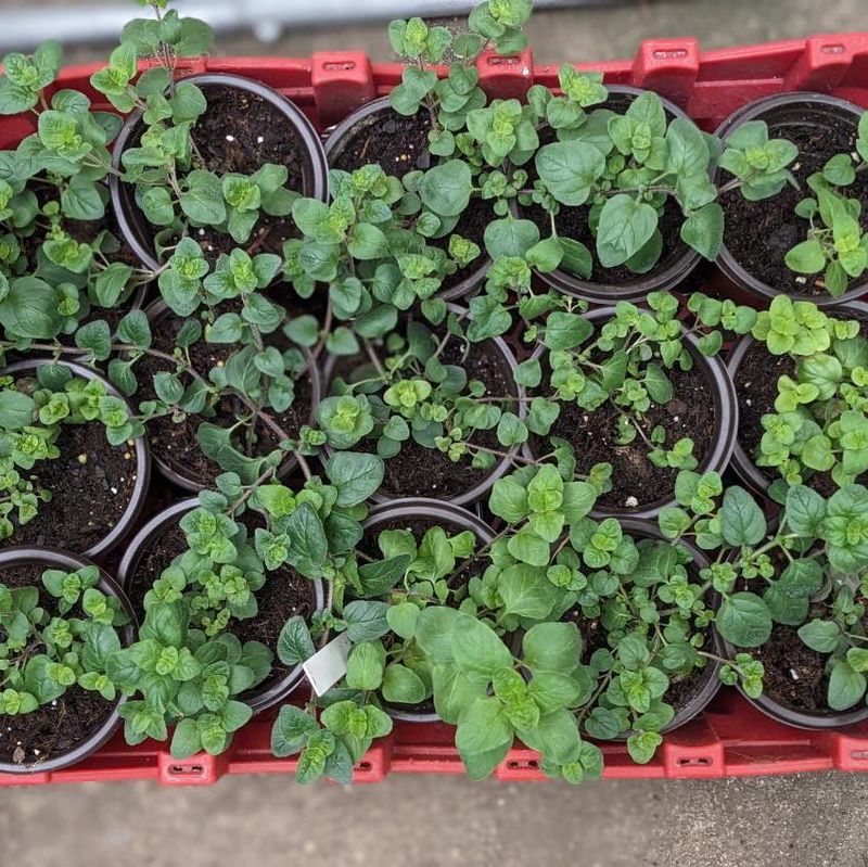 Planting Without Hardening Off Seedlings