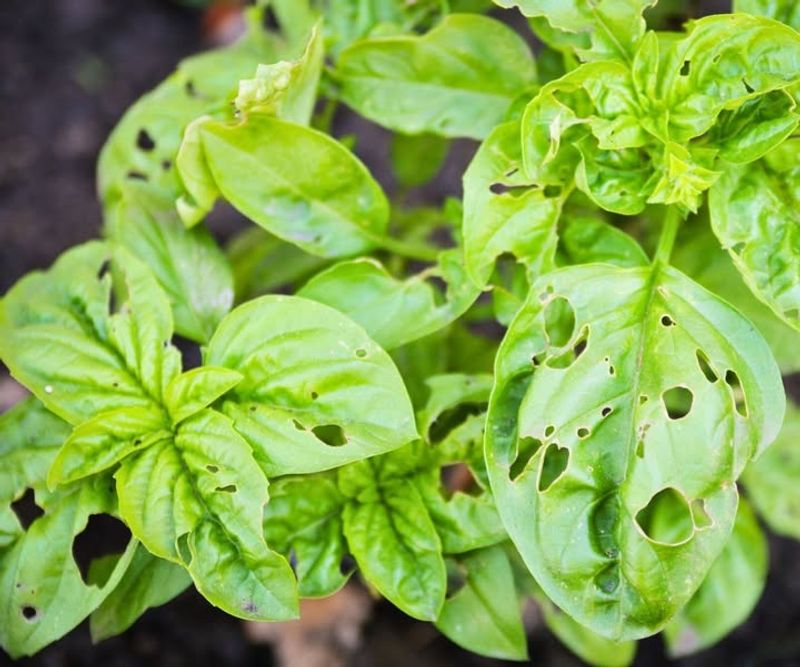 Ignoring Pest Activity Until Damage Is Visible