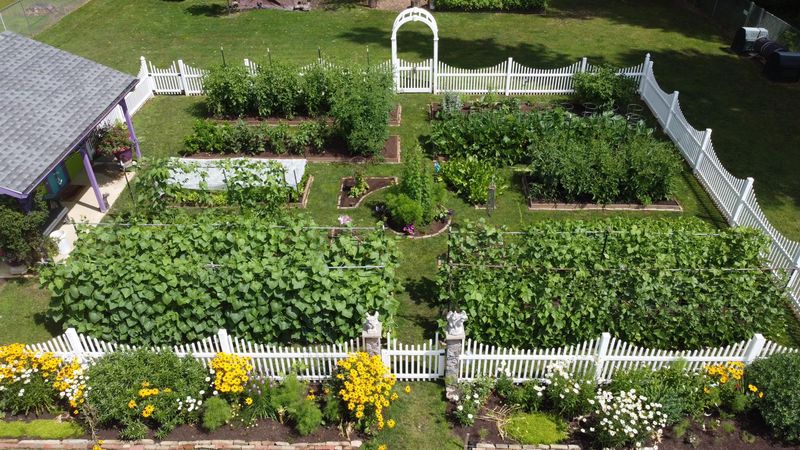 Planting Too Close Without Proper Spacing