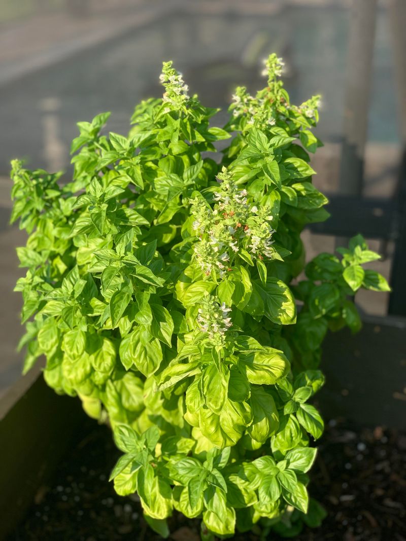Letting Basil Flower Too Soon