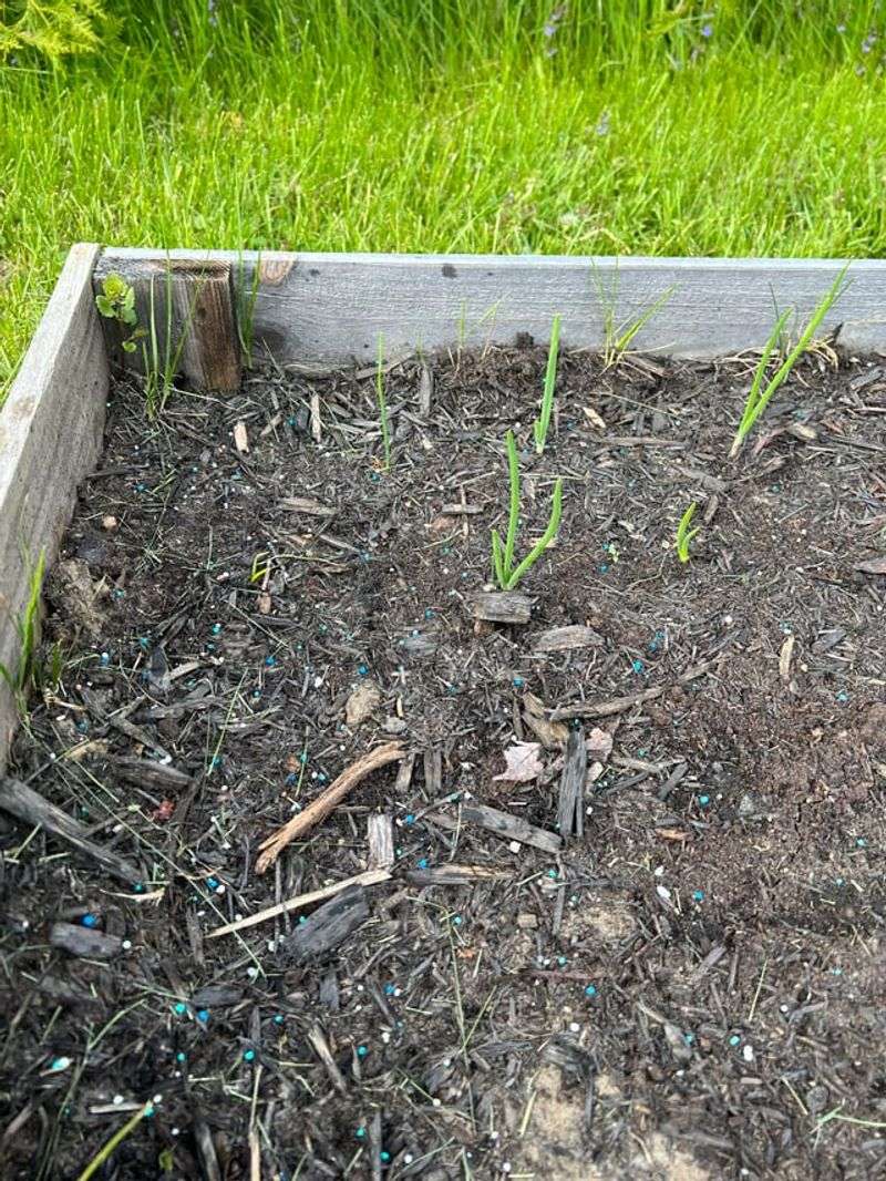 Applying Fertilizer At The Wrong Time