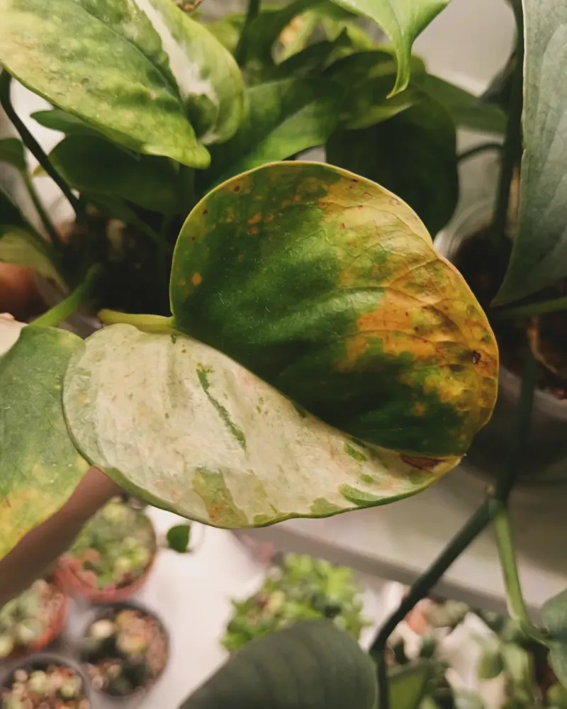 Yellowing Lower Leaves On Otherwise Healthy Plants