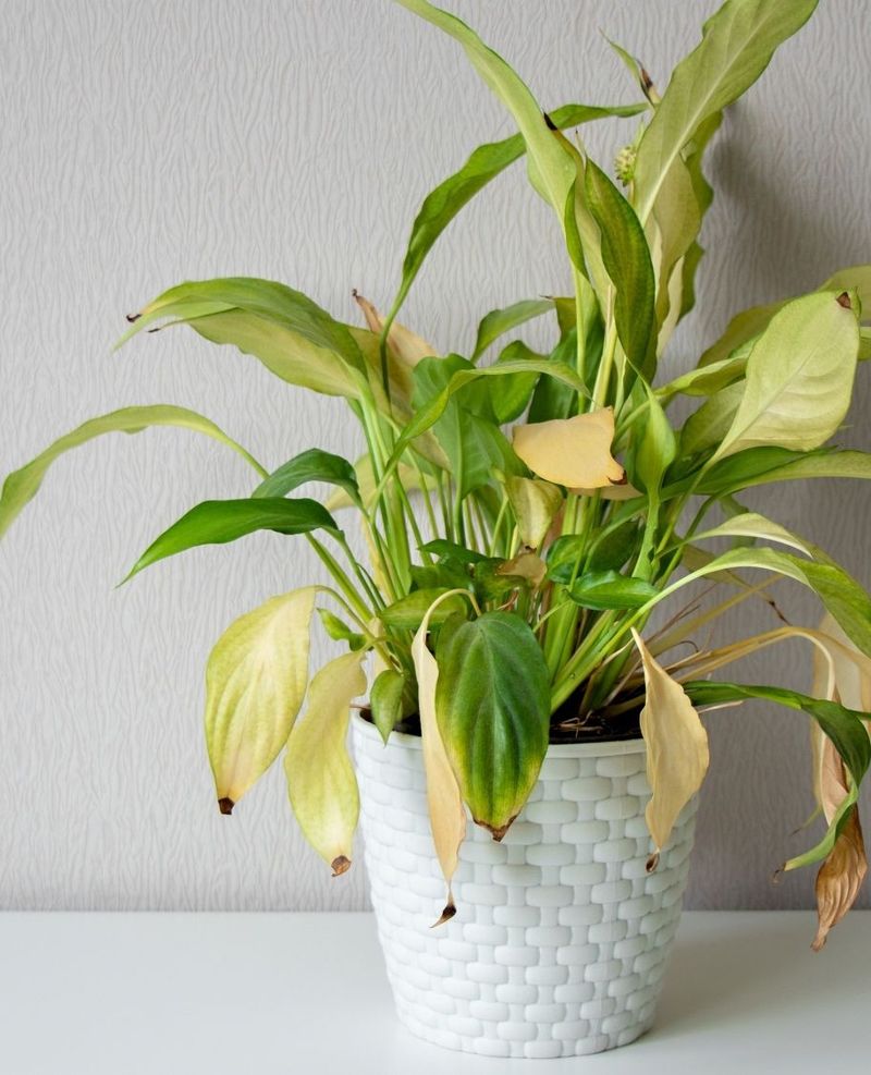 Leaves Losing Their Vibrant Color