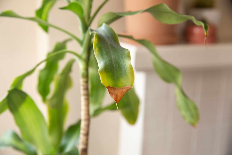 Lower Leaves Becoming Pale Or Faded