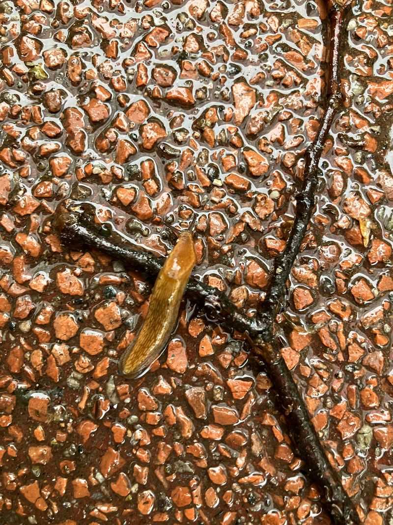 Increased Activity After Rainy Evenings