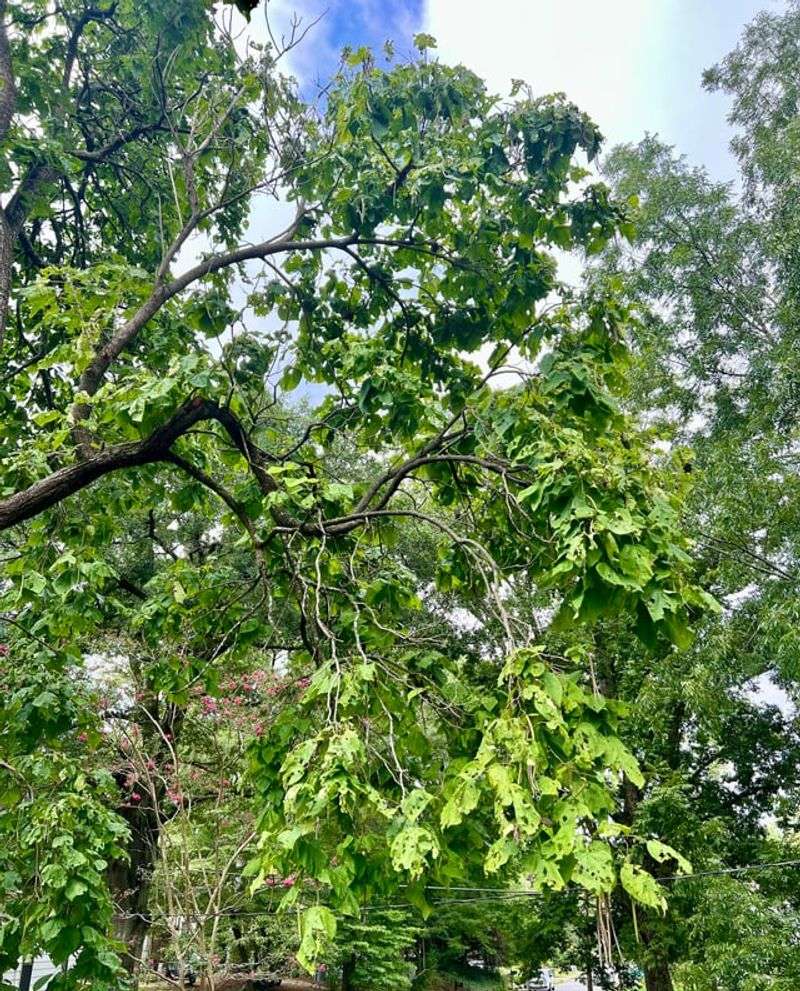 Professional Arborists Can Provide Expert Opinions