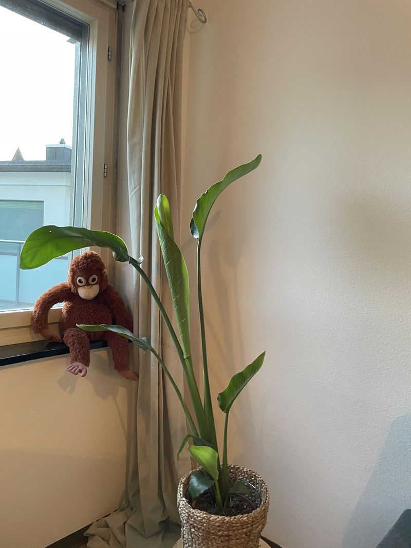 Leaning Heavily Toward The Light Source