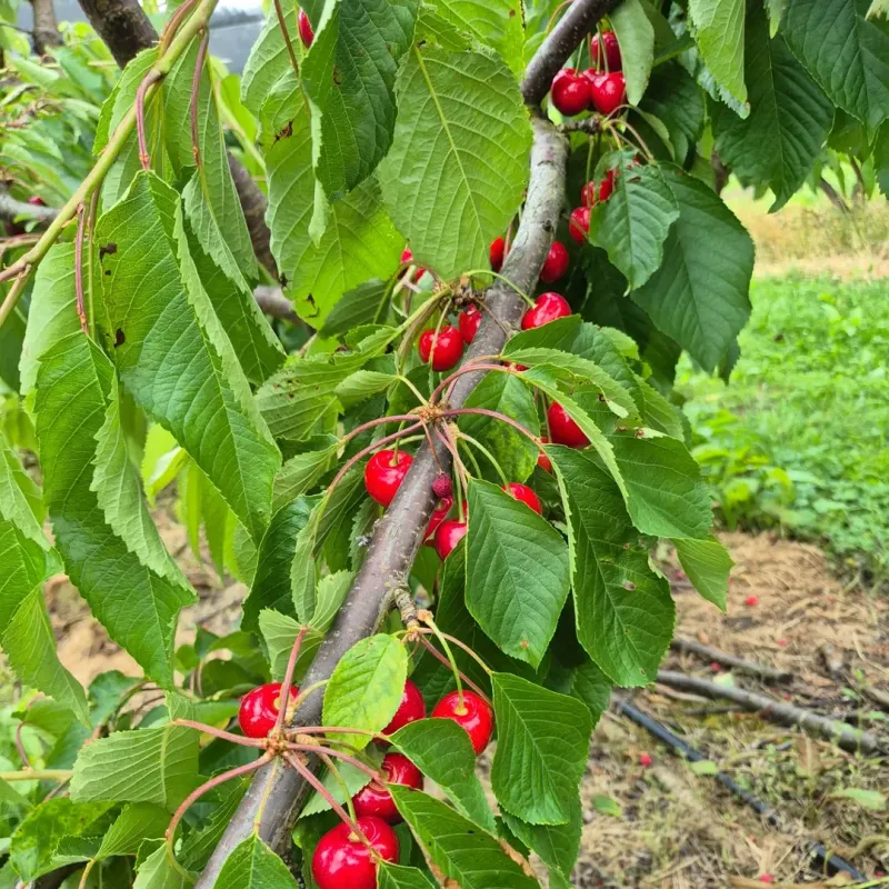 Dwarf Cherry Trees