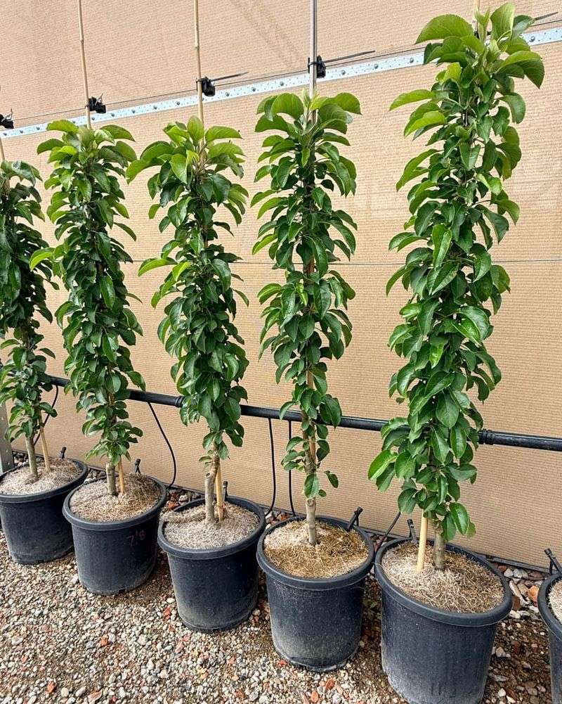 Columnar Apple Trees