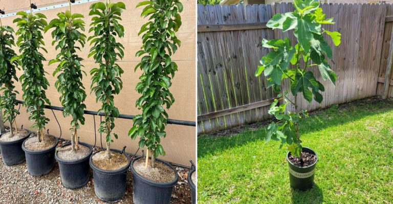 trees in container pots